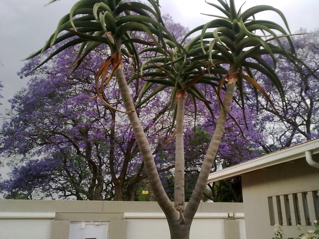 Rosebank Lodge Guesthouse By Claires Johannesburg Esterno foto